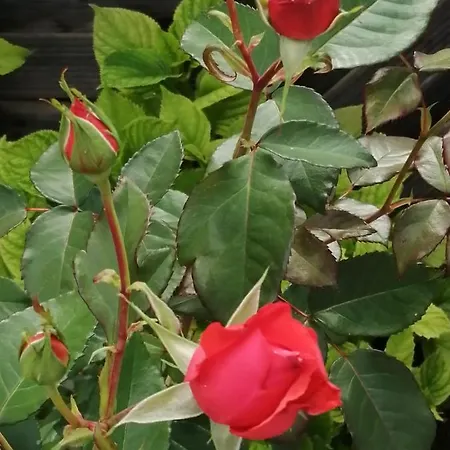 Venezia 3* Тюбинген